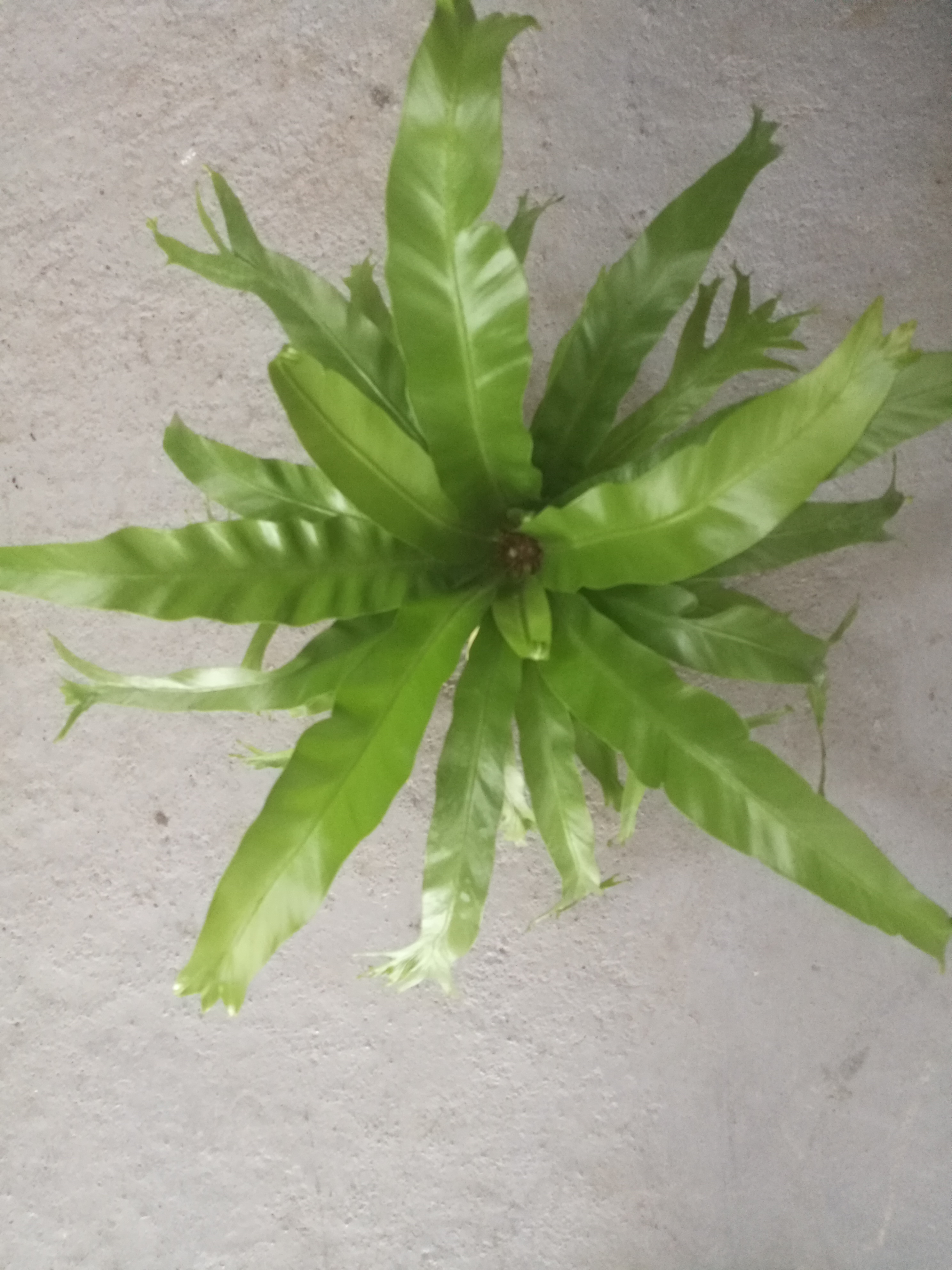 鹿角鳥巢