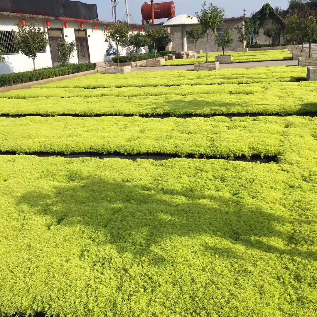 出售福祿草 佛甲草 紫花醉魚(yú)草 粉黛亂子草