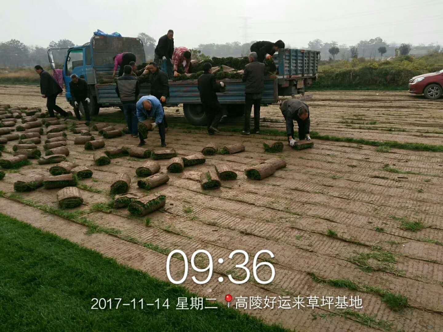 高爾夫球場使用草皮批發(fā)  高爾夫球場使用草坪批發(fā)