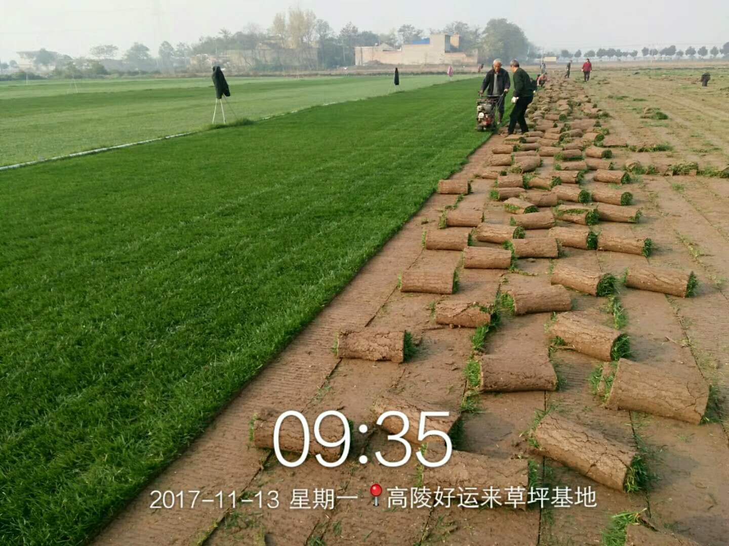 優(yōu)質(zhì)混播草皮批發(fā) 咸陽優(yōu)質(zhì)混播草皮批發(fā)，價格實惠歡迎咨詢