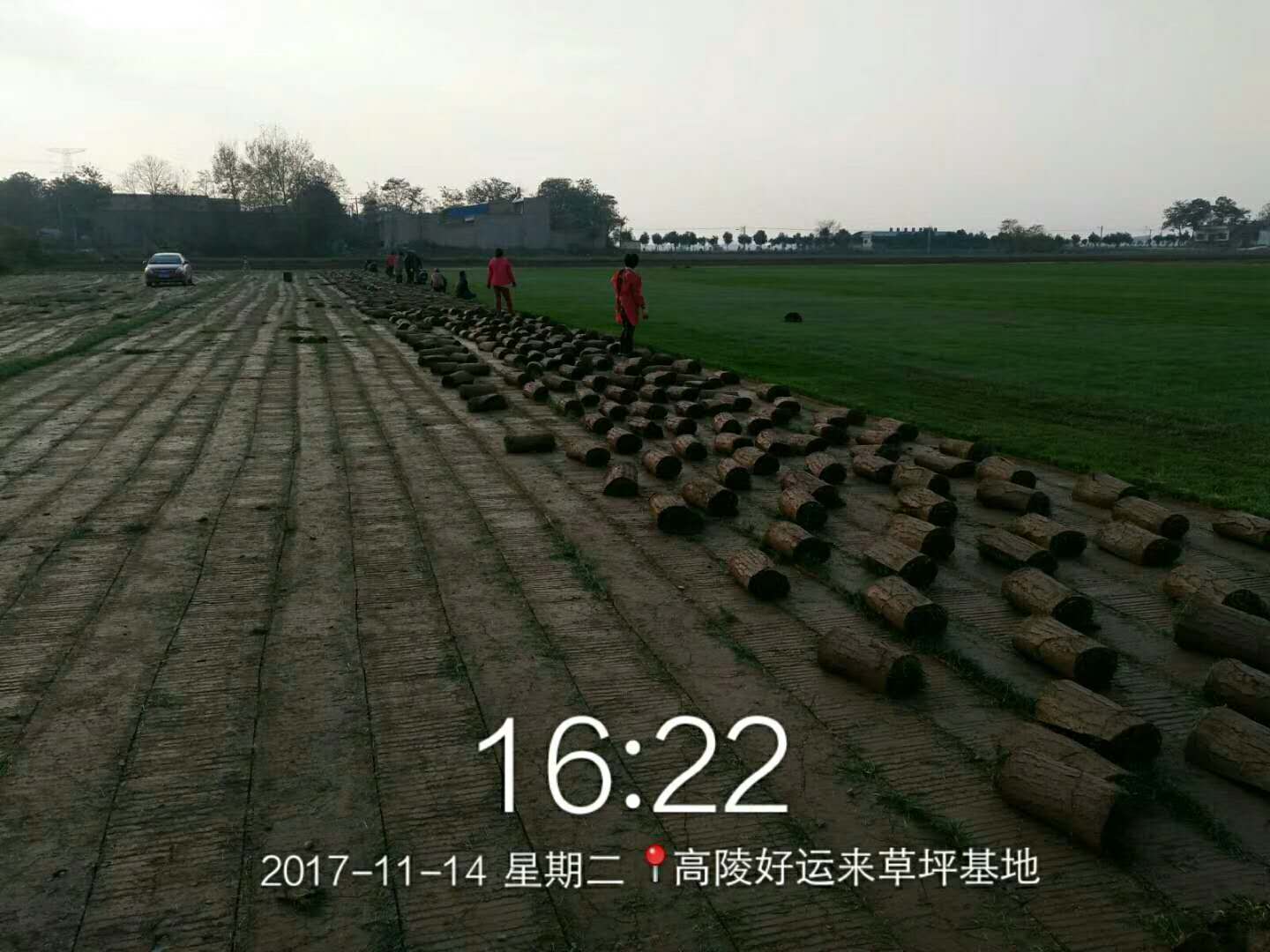 高爾夫球場使用草皮批發(fā)  高爾夫球場使用草坪批發(fā)