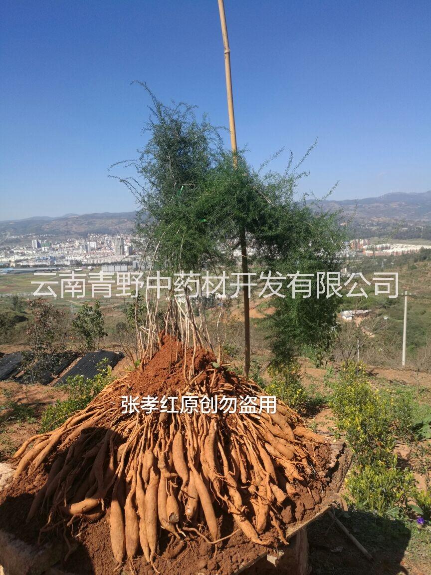 云南大天冬的種植前景如何