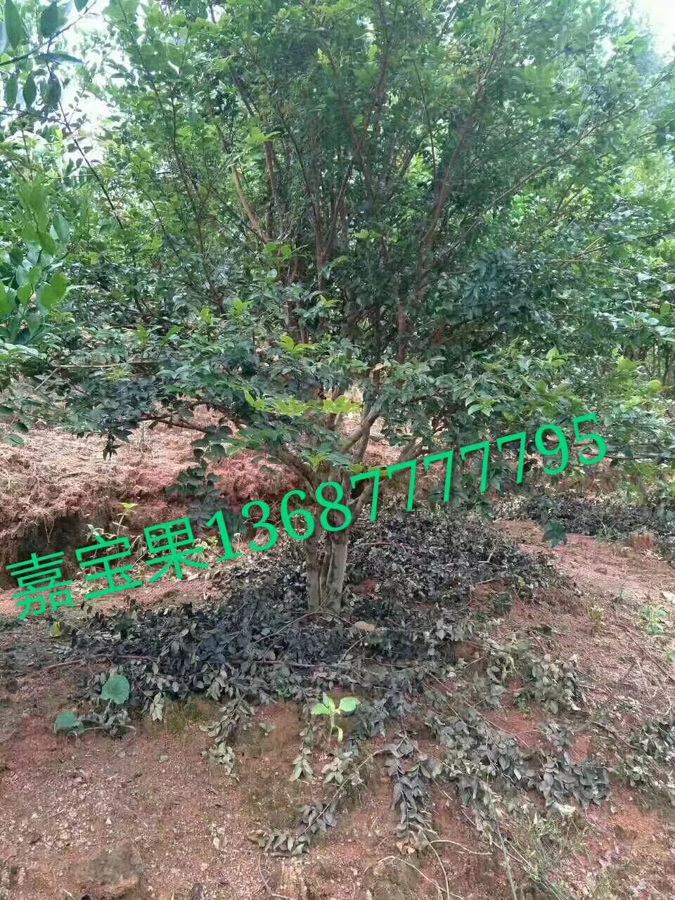 嘉寶果樹出售   嘉寶果樹出售   嘉寶果樹出售