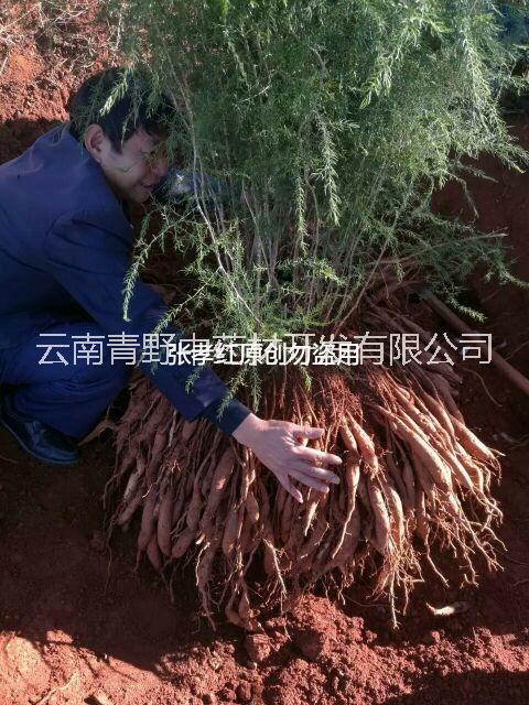 云南大天冬種苗批發(fā)，高產(chǎn)優(yōu)質(zhì)云南大天冬種子批發(fā)