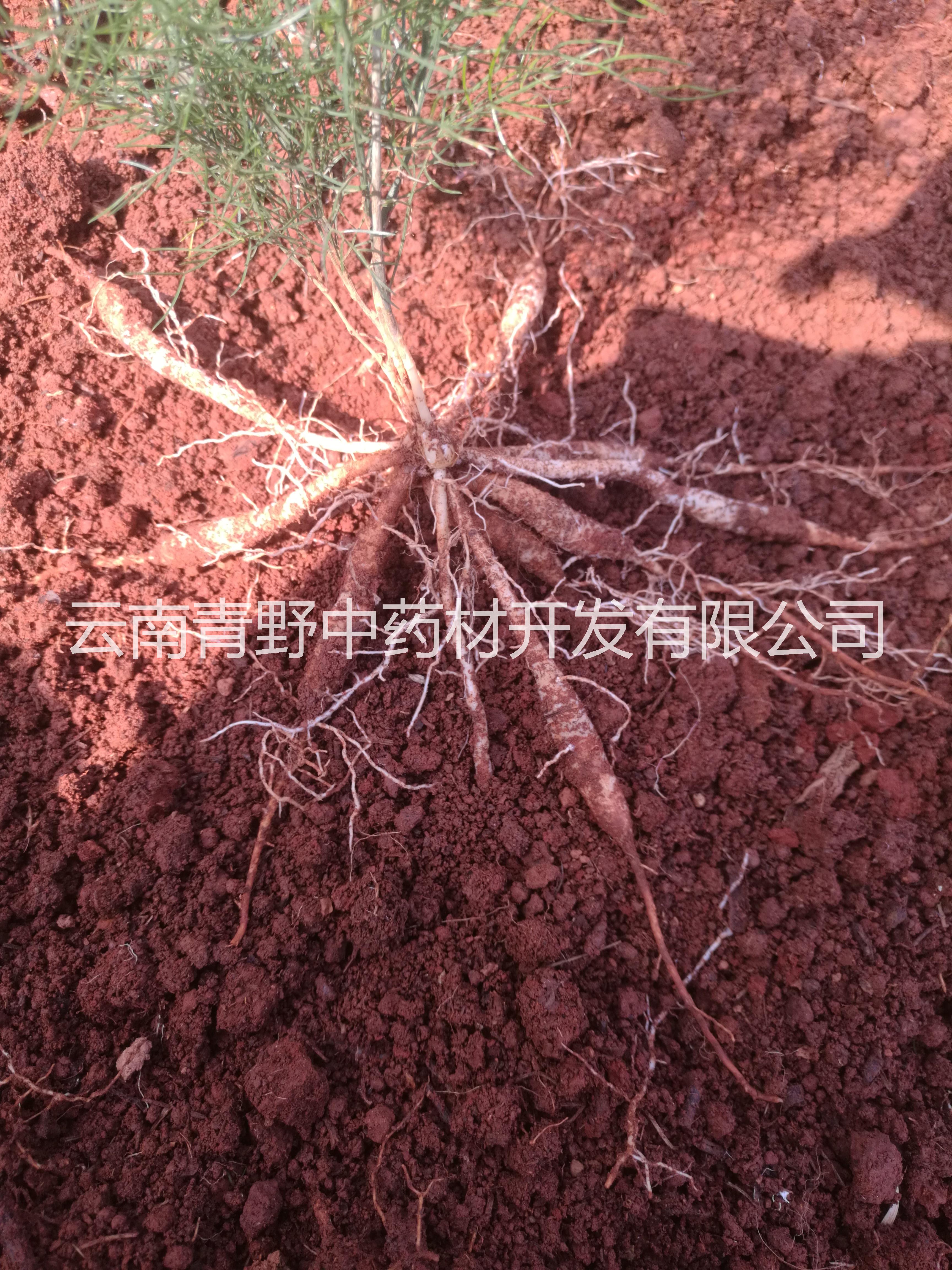 云南大天冬的種植前景如何