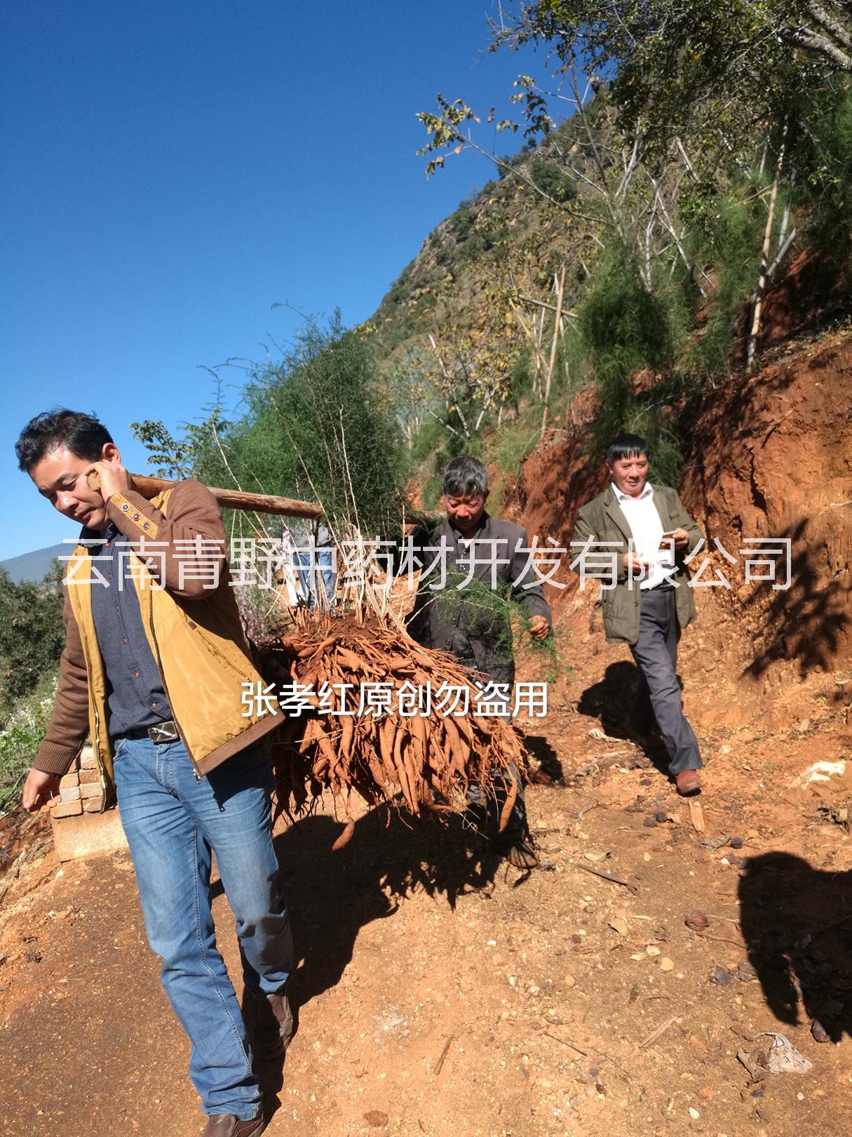 云南大天冬的種植前景如何