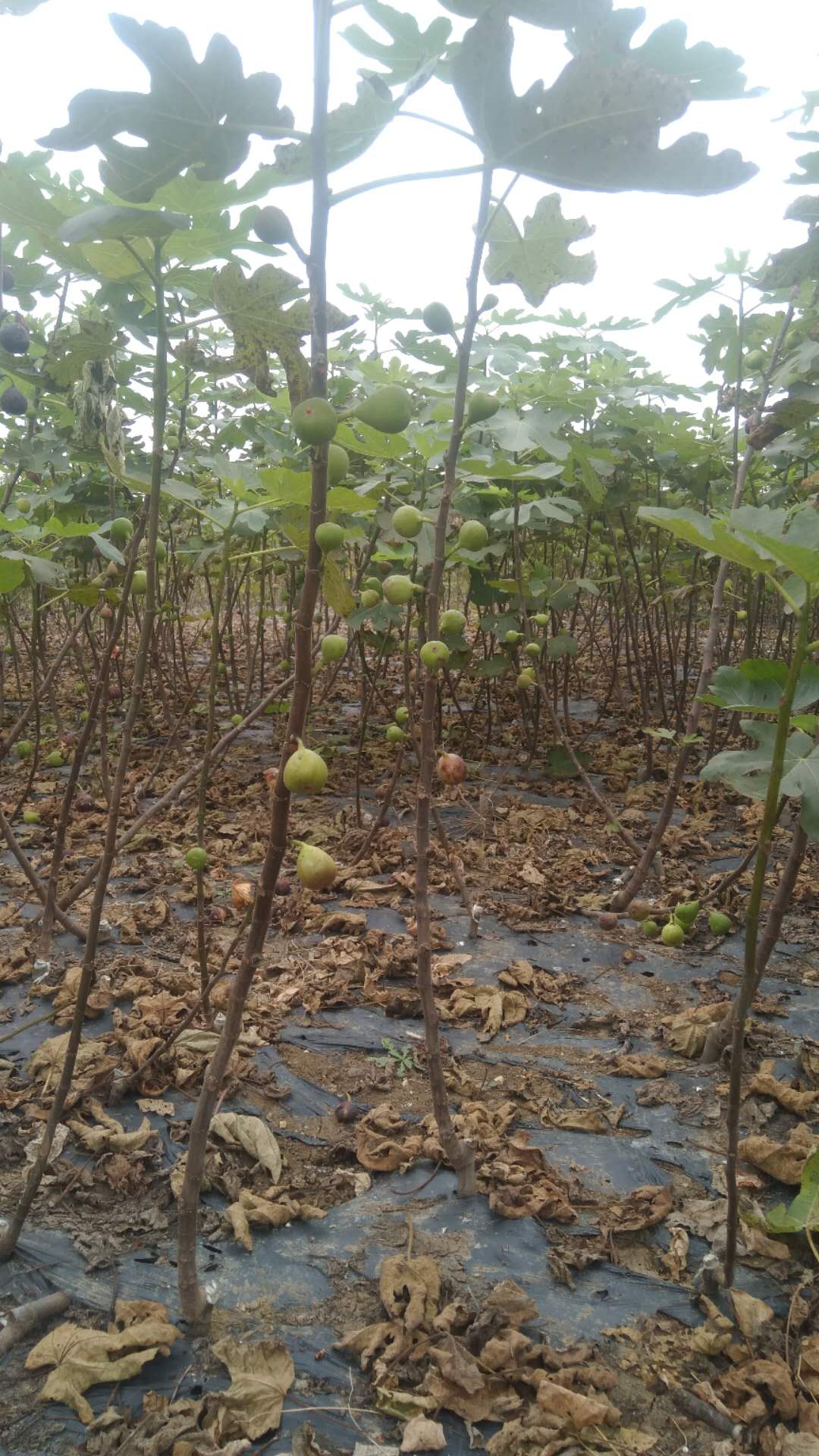 簡陽市優(yōu)質(zhì)無花果苗 簡陽市優(yōu)質(zhì)無花果苗木場 簡陽市優(yōu)質(zhì)無花果苗價格 簡陽市優(yōu)質(zhì)無花果苗基地 簡陽市優(yōu)質(zhì)無花果苗批發(fā)