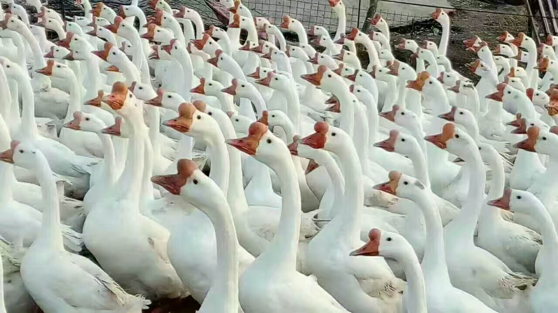 河北鵝苗 鵝苗批發(fā) 鵝苗廠家 電話13400273697 微信同