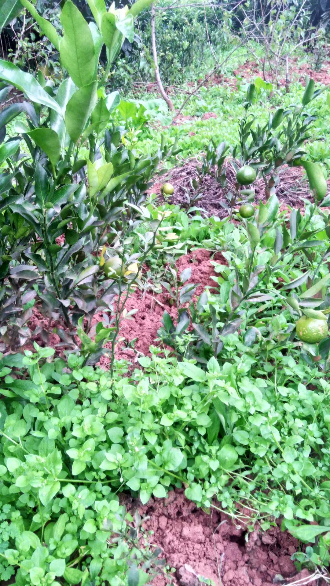 資陽市沙糖桔苗價格 資陽市沙糖桔苗基地 資陽市優(yōu)質(zhì)沙糖桔苗批發(fā) 資陽市沙糖桔苗批發(fā)