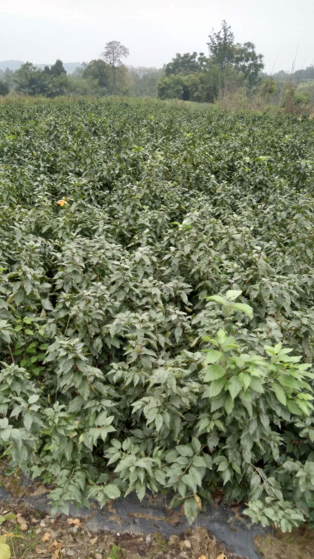 優(yōu)質(zhì)矮化美早櫻桃苗供應(yīng)  資陽(yáng)市矮化美早櫻桃苗 資陽(yáng)矮化美早櫻桃苗供應(yīng)商 資 資陽(yáng)市矮 資陽(yáng)市矮化美早櫻桃苗價(jià)格