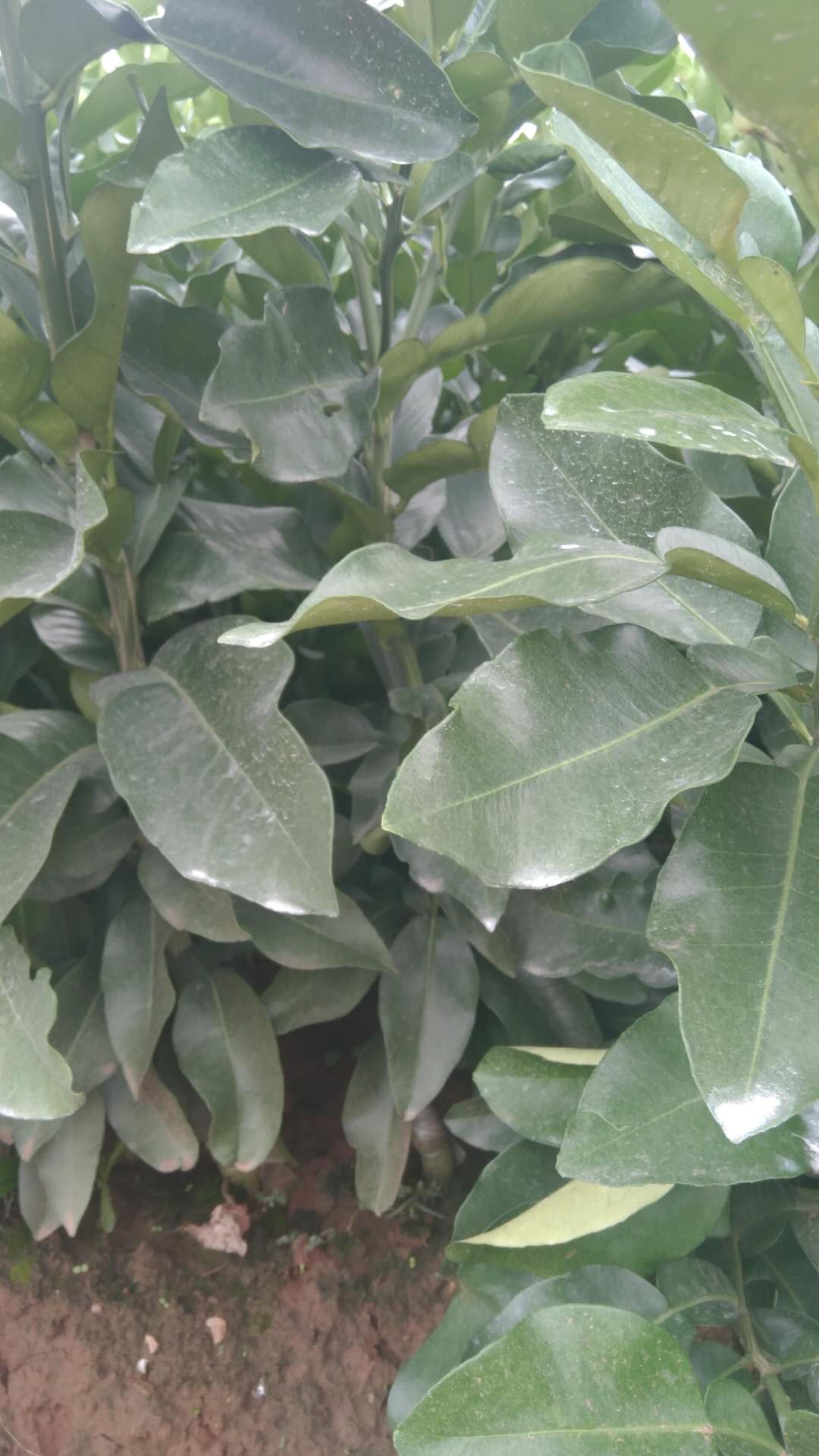 簡陽市三紅心柚苗價格 簡陽市三紅心柚樹苗基地 簡陽市優(yōu)質(zhì)三紅心柚苗價格 簡陽市優(yōu)質(zhì)三紅心柚苗基地 簡陽市優(yōu)質(zhì)三紅心柚苗