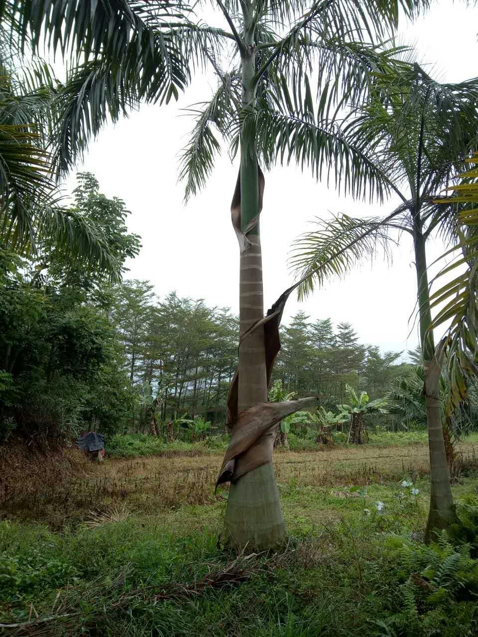 大王椰子福建基地種植供應(yīng)大王椰子 自產(chǎn)自銷 質(zhì)優(yōu)價廉