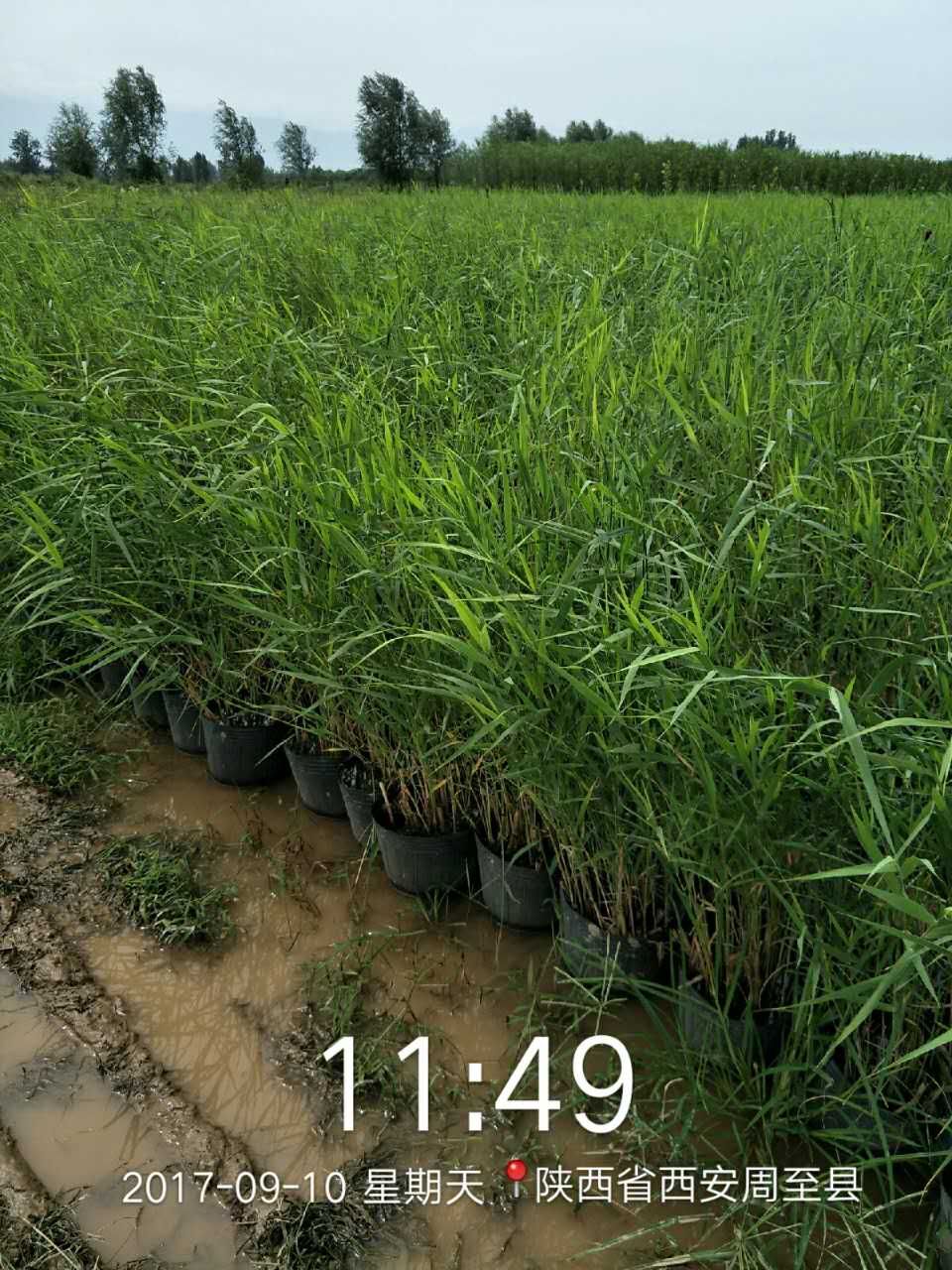 鼠尾草，薰衣草，*尾草，粉黛亂子 黃菖蒲，蘆葦，花葉盧竹預(yù)訂中