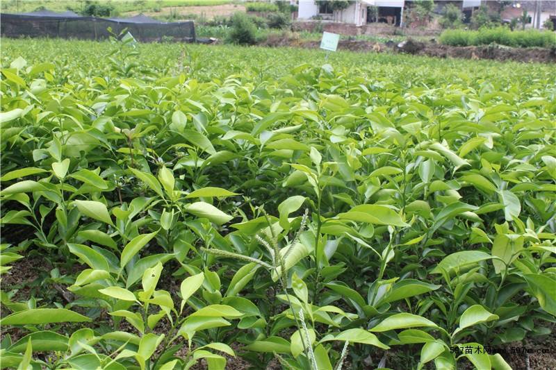 春見苗 資陽春見苗 資陽春見苗種植場 優(yōu)質(zhì)春見樹苗批發(fā) 資陽春見沃柑苗批發(fā) 資陽春見沃柑苗基地