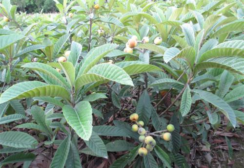 大五星枇杷 大五星枇杷苗 簡(jiǎn)陽(yáng)大五星枇杷苗 簡(jiǎn)陽(yáng)大五星枇杷苗批發(fā) 資陽(yáng)大五星枇杷樹苗價(jià)格 大五星枇杷樹苗基地 資陽(yáng)大五