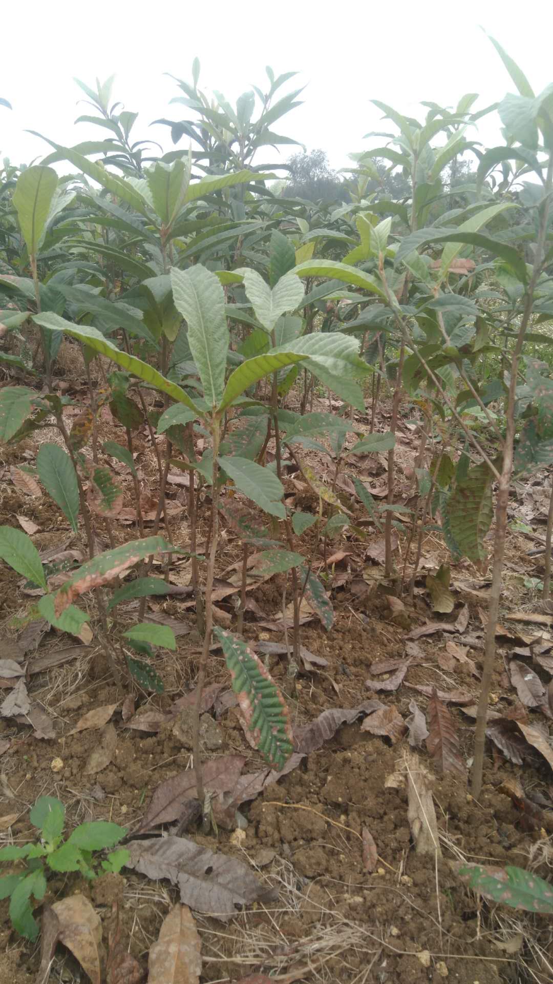 大五星枇杷 大五星枇杷苗 簡(jiǎn)陽(yáng)大五星枇杷苗 簡(jiǎn)陽(yáng)大五星枇杷苗批發(fā) 資陽(yáng)大五星枇杷樹苗價(jià)格 大五星枇杷樹苗基地 資陽(yáng)大五