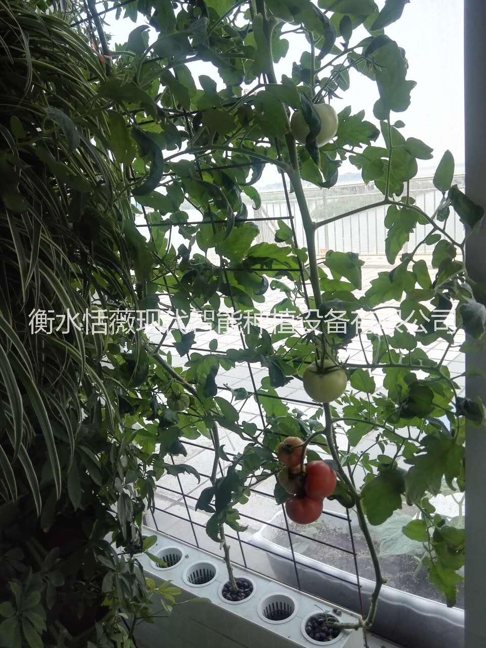 廠家直銷 無土栽培設(shè)備水培設(shè)備
