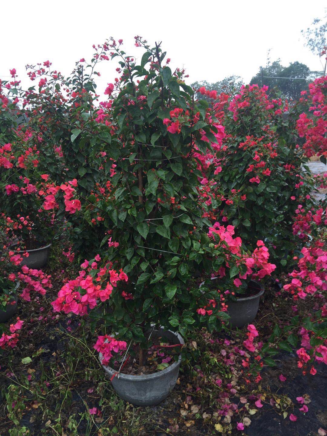 海南粉紅三角梅供應，海南粉紅三角梅采購，海南粉紅三角梅基地，海南粉紅三角梅直銷，海南粉紅三角梅造型