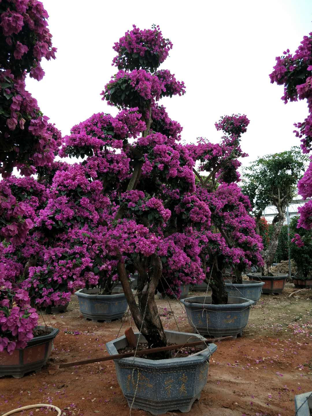 出售云南三角梅，云南三角梅供應(yīng)，云南三角梅基地，云南三角梅直銷，云南三角梅采購