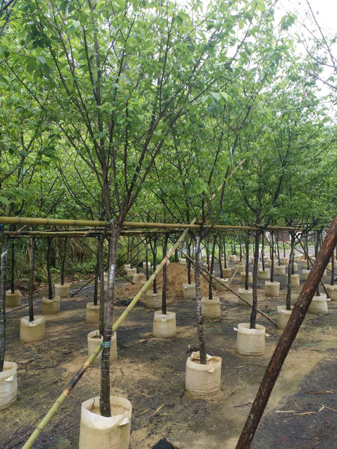 福建省 山櫻花，福建省 山櫻花苗木， 山櫻花批發(fā)