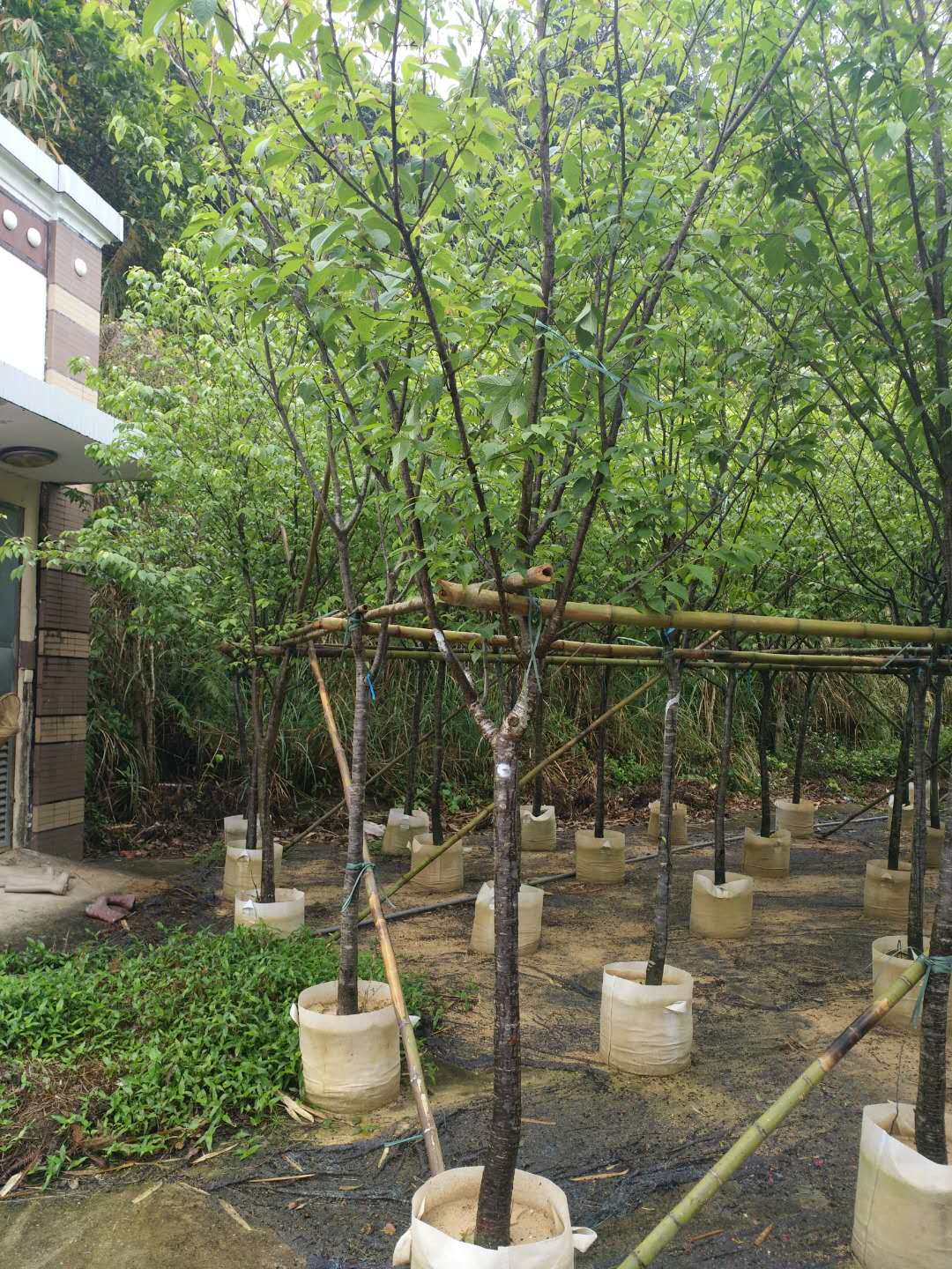 福建省 山櫻花，福建省 山櫻花苗木， 山櫻花批發(fā)