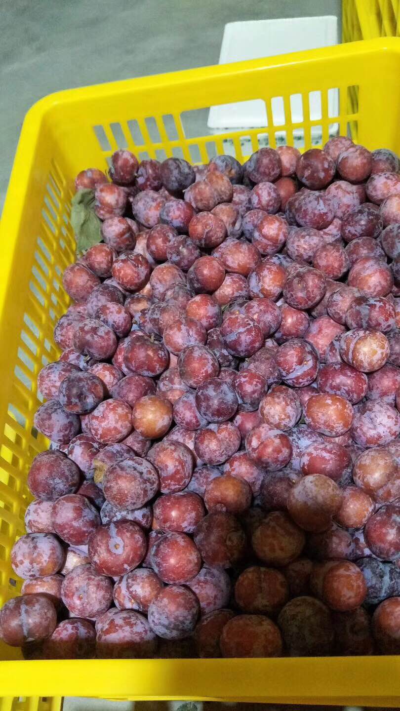 廣西珍珠李果苗批發(fā) 珍珠李果苗基地 珍珠李果苗哪家好