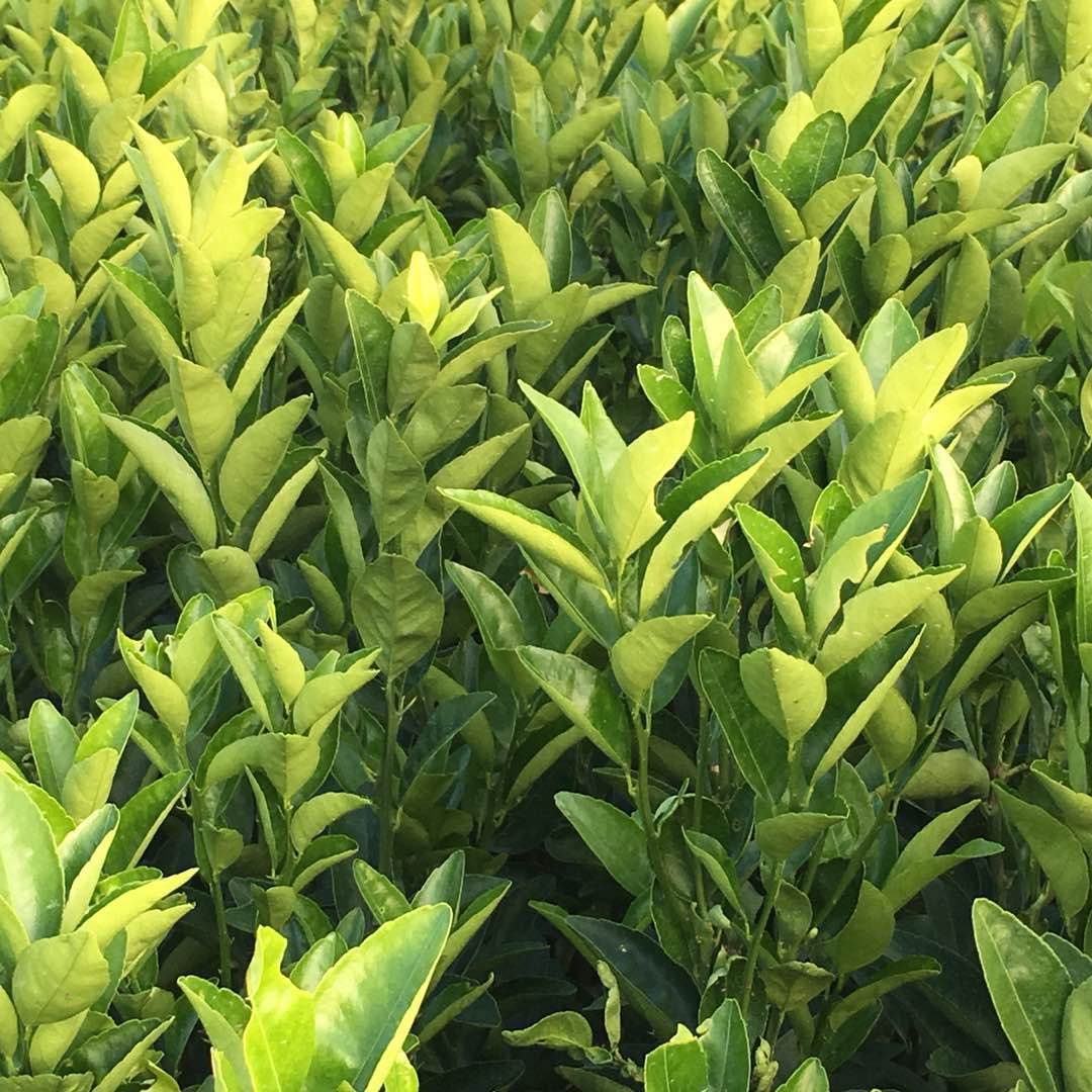 廣西改良茂谷柑果苗 改良茂谷柑果苗價(jià)格 改良茂谷柑果苗基地