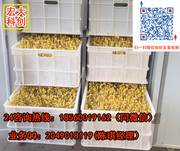 全自動箱式豆芽機自動豆芽機價格廣東全自動豆芽機多功能豆芽機廠家自動豆芽機報價