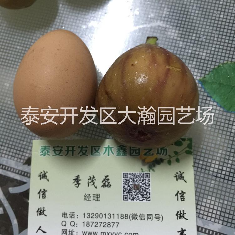 波姬紅苗 2017波姬紅苗報價 山東哪里有波姬紅大瀚園藝場