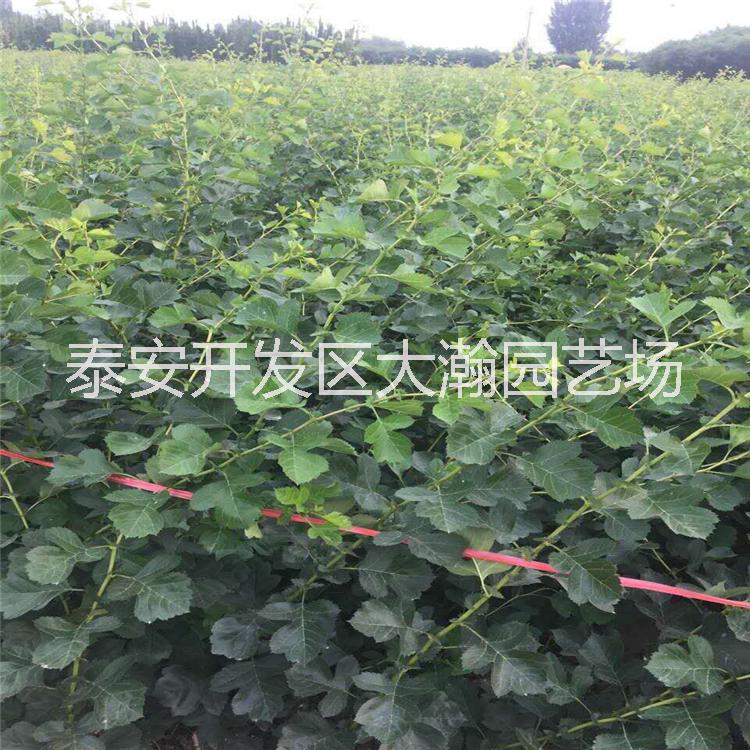 供應(yīng) 大山楂樹苗 甜紅子山楂樹苗 基地*