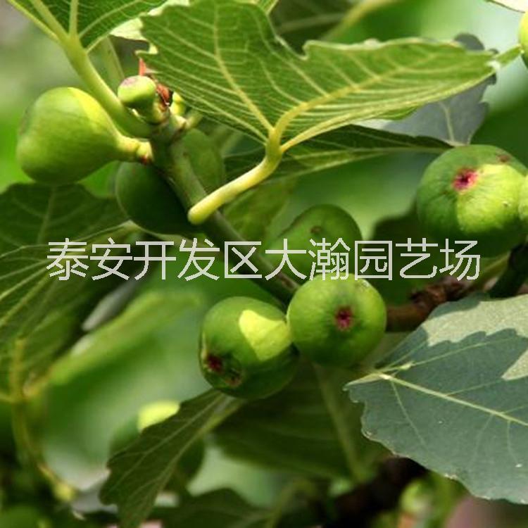 波姬紅苗 2017波姬紅苗報價 山東哪里有波姬紅大瀚園藝場