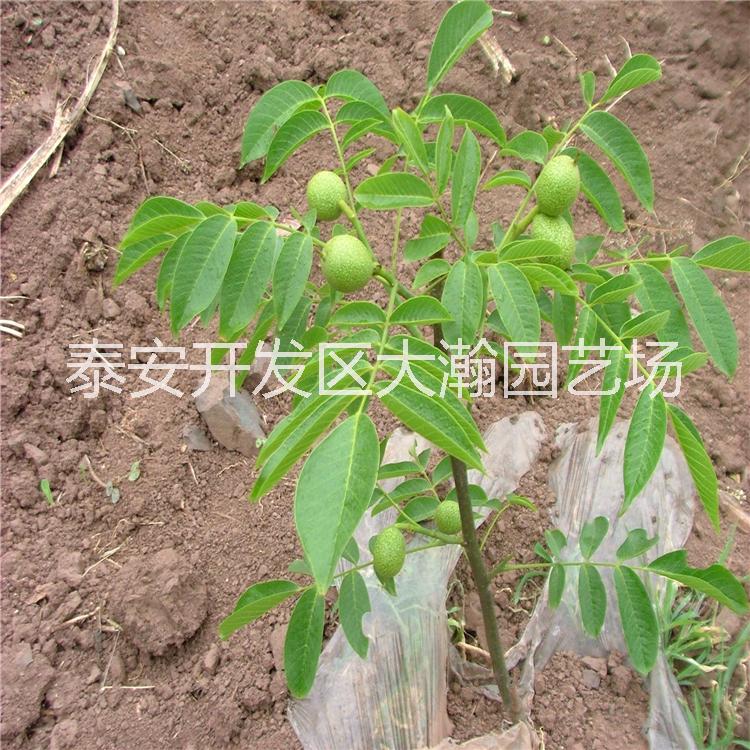 核桃苗8518、香玲、泰山薄皮