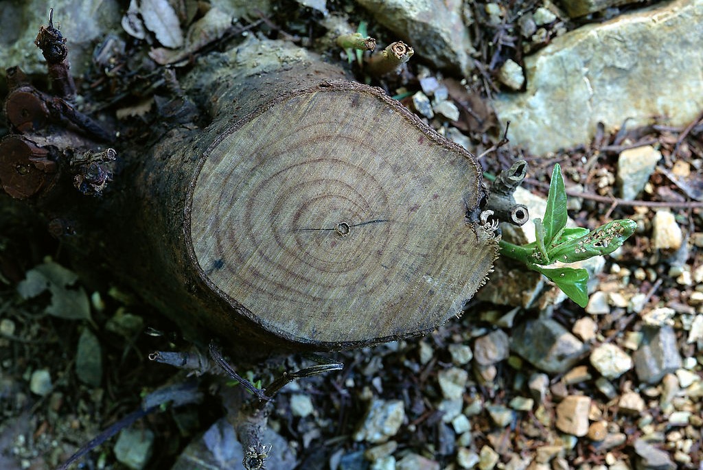 硅藻泥|硅藻泥土倫裝修效果墻