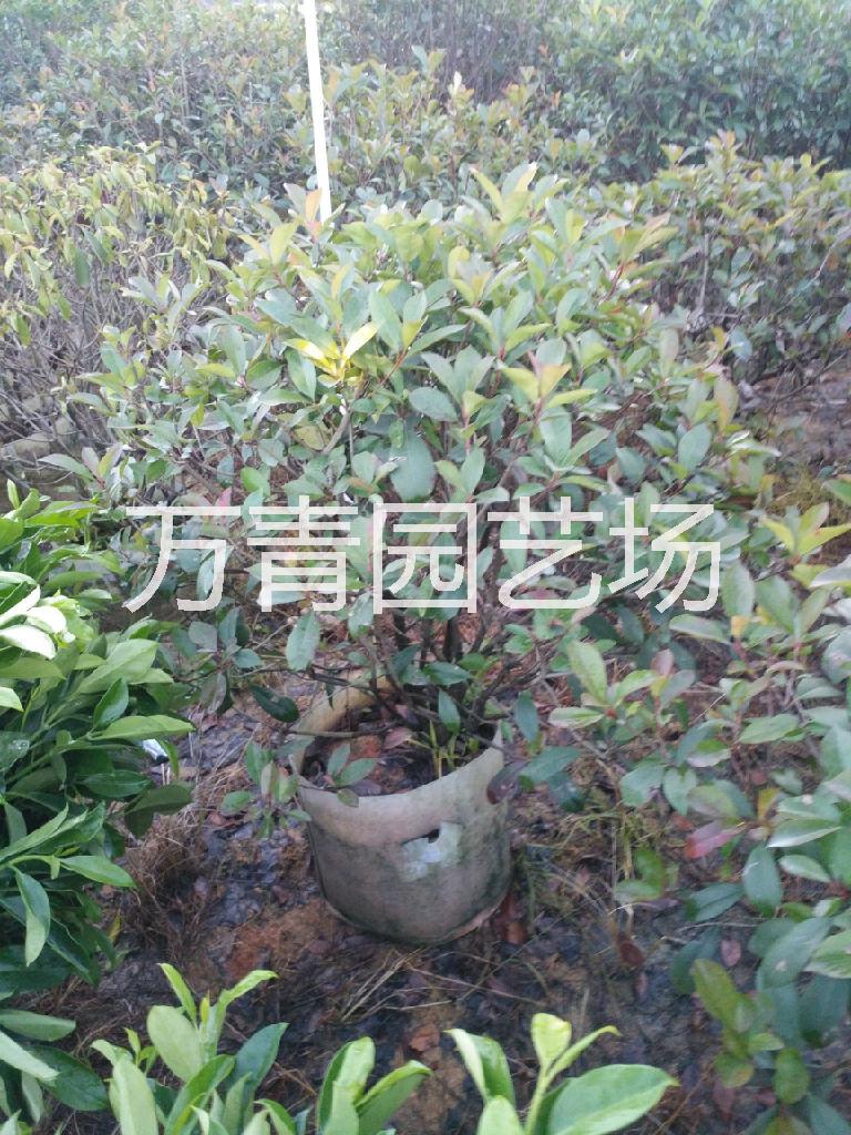 江蘇紅葉石楠球，江蘇紅葉石楠球基地直銷，江蘇紅葉石楠球大量供應(yīng)， 江蘇紅 葉 石 楠 球