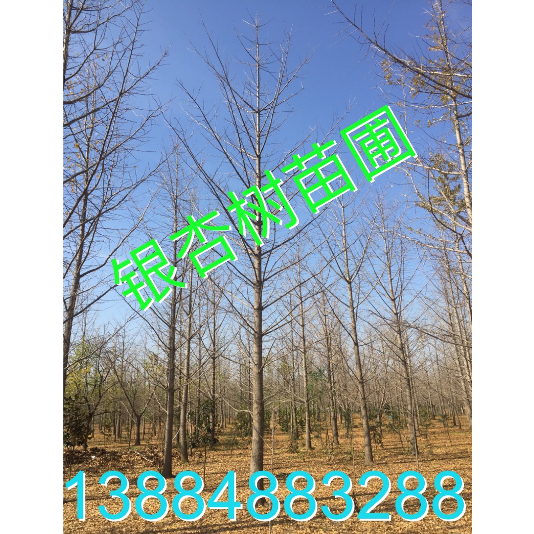 *供應(yīng) 30公分銀杏樹