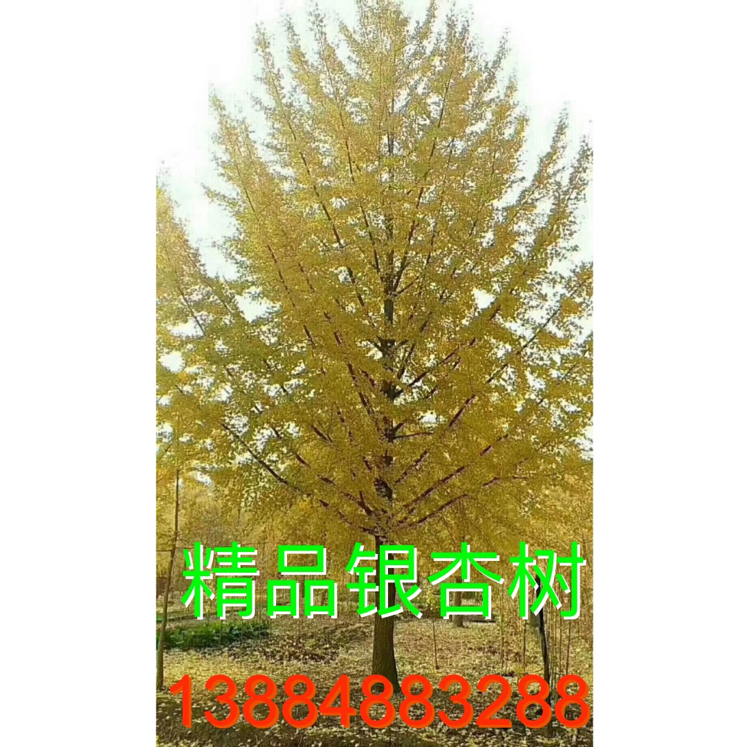 *供應(yīng) 30公分銀杏樹