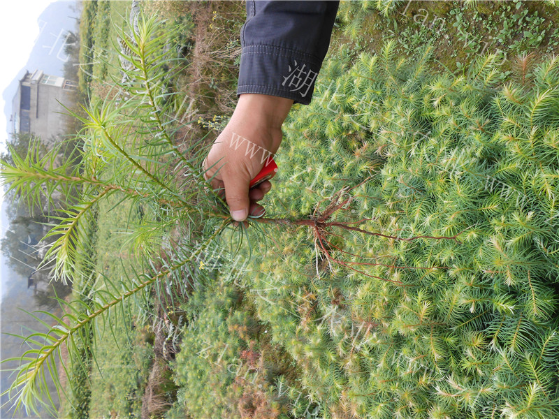 供應(yīng)利川杉樹苗 山杉樹苗 刺杉樹苗 批發(fā)杉木小苗 杉木樹苗價格 湖北利川山杉刺杉木樹苗價格實惠