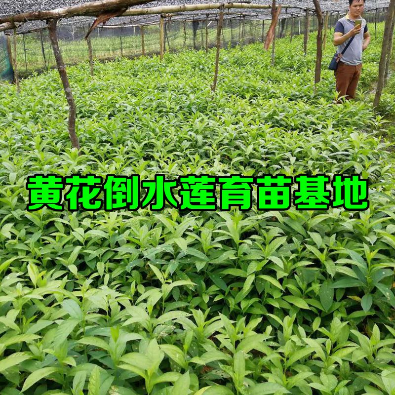 供應(yīng)廣西黃花倒水蓮 倒吊黃根 黃花倒水蓮種植 觀音串種苗報(bào)價(jià)供應(yīng) 黃花倒水蓮   觀音串種苗
