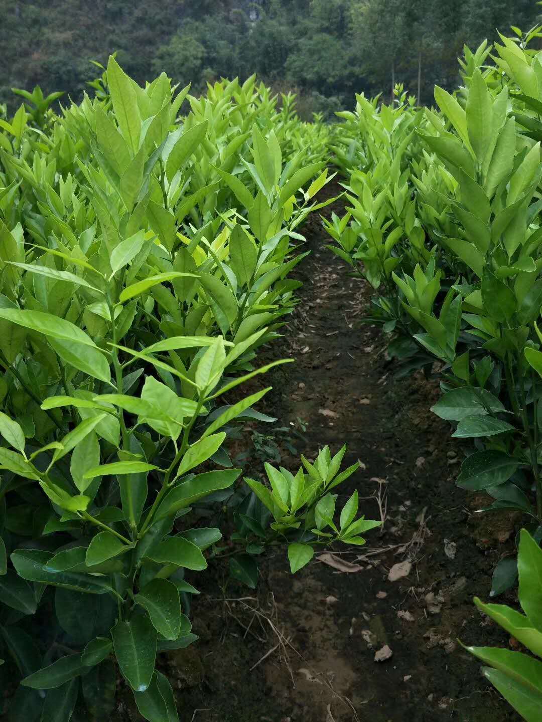 沃柑苗 廣西沃柑苗基地 廣西荔浦沃柑苗批發(fā) 廣西沃柑苗廠家