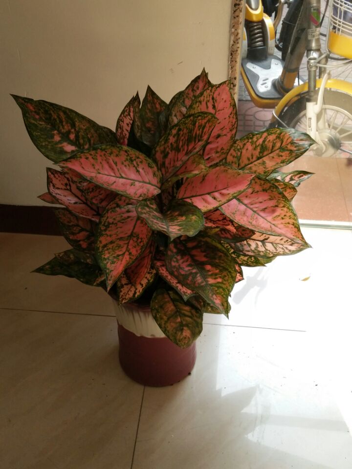 供應(yīng)佛山市辦公樓室內(nèi)花卉、植物、盆栽、綠植、花木租擺、租賃、出租 佛山市辦公樓室內(nèi)花卉盆景盆載出租