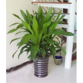 供應(yīng)佛山市辦公樓室內(nèi)花卉、植物、盆栽、綠植、花木租擺、租賃、出租 佛山市辦公樓室內(nèi)花卉盆景盆載出租