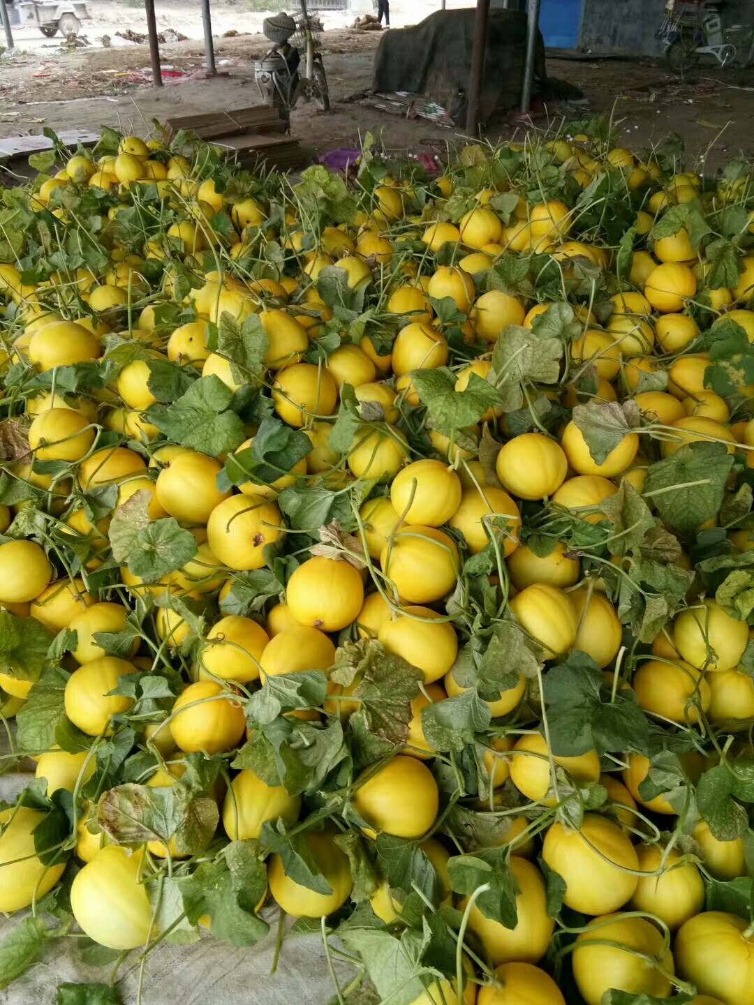 山東果蔬批發(fā)-山東瑞紅香瓜價(jià)格-莘縣瑞紅香瓜批發(fā)-瑞紅香瓜經(jīng)紀(jì)人