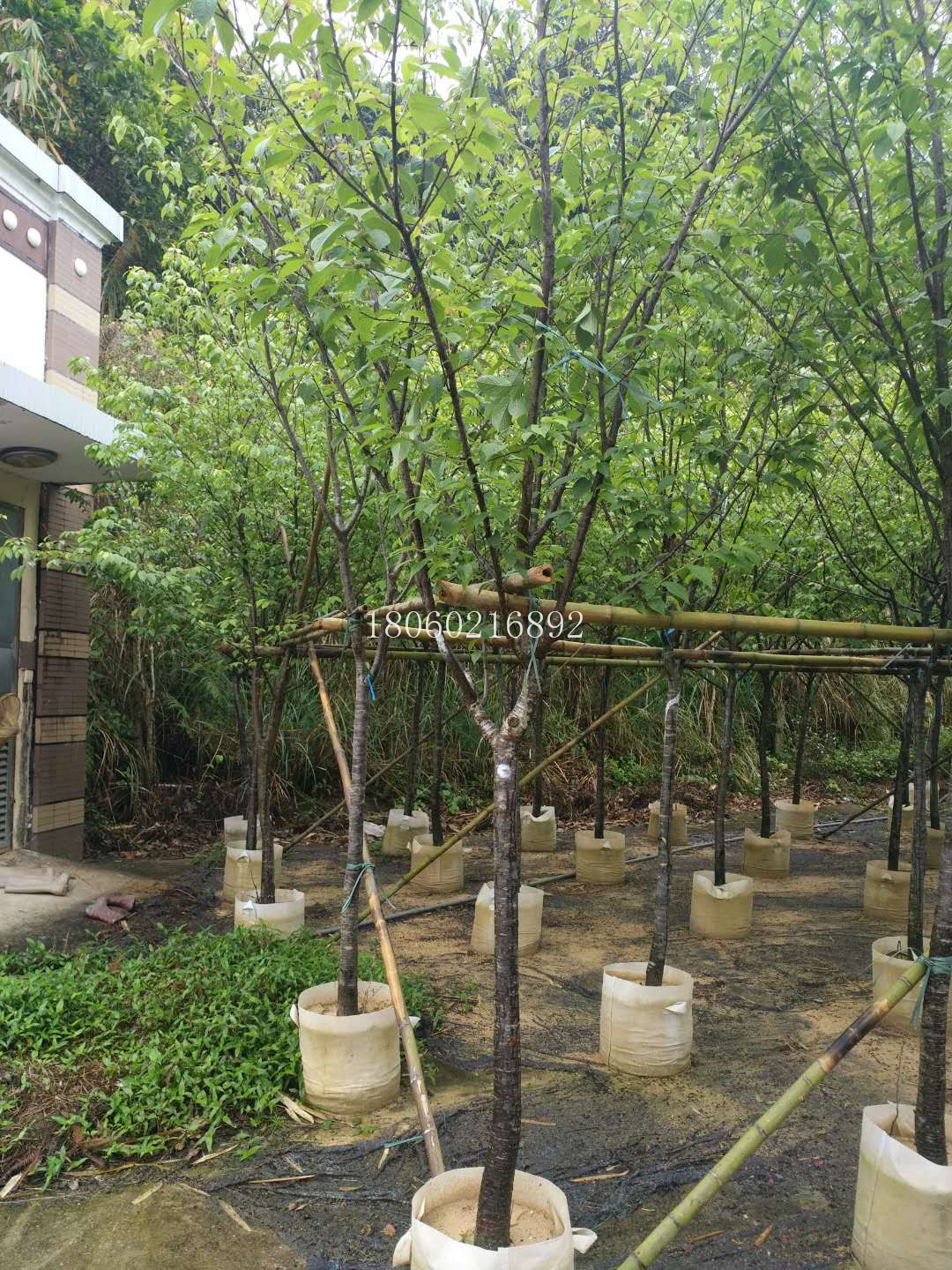 福建莆田山櫻花，主營福建莆田山櫻花，福建莆田山櫻花直銷，福建莆田山櫻花價(jià)格，福建莆田山櫻花供應(yīng)