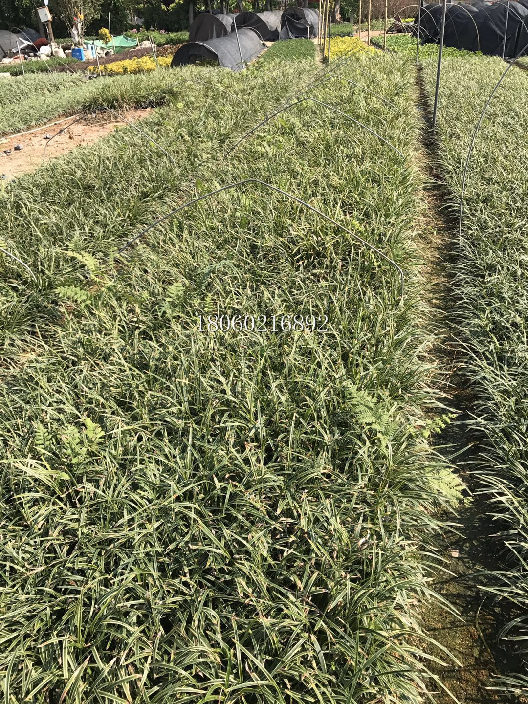 浙江金邊麥冬直銷，浙江金邊麥冬批發(fā)，浙江金邊麥冬地被苗木，浙江金邊麥冬價(jià)格，浙江金邊麥冬*