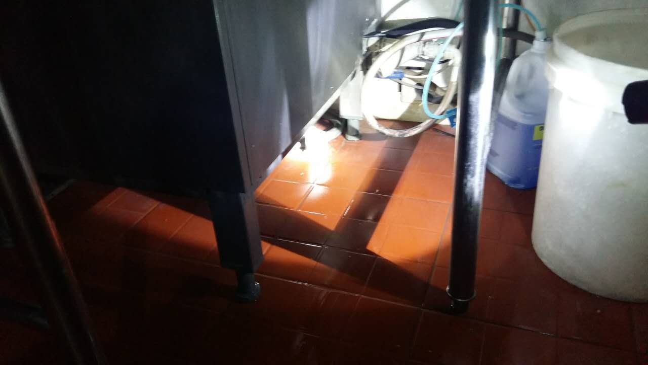 上海專業(yè)殺蟲公司，上海上門殺蟲滅蟲除蟲公司