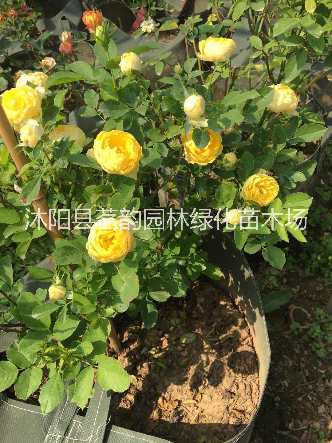歐洲月季基地場地 歐洲月季花苗爬藤當(dāng)年開花 牡丹花苗
