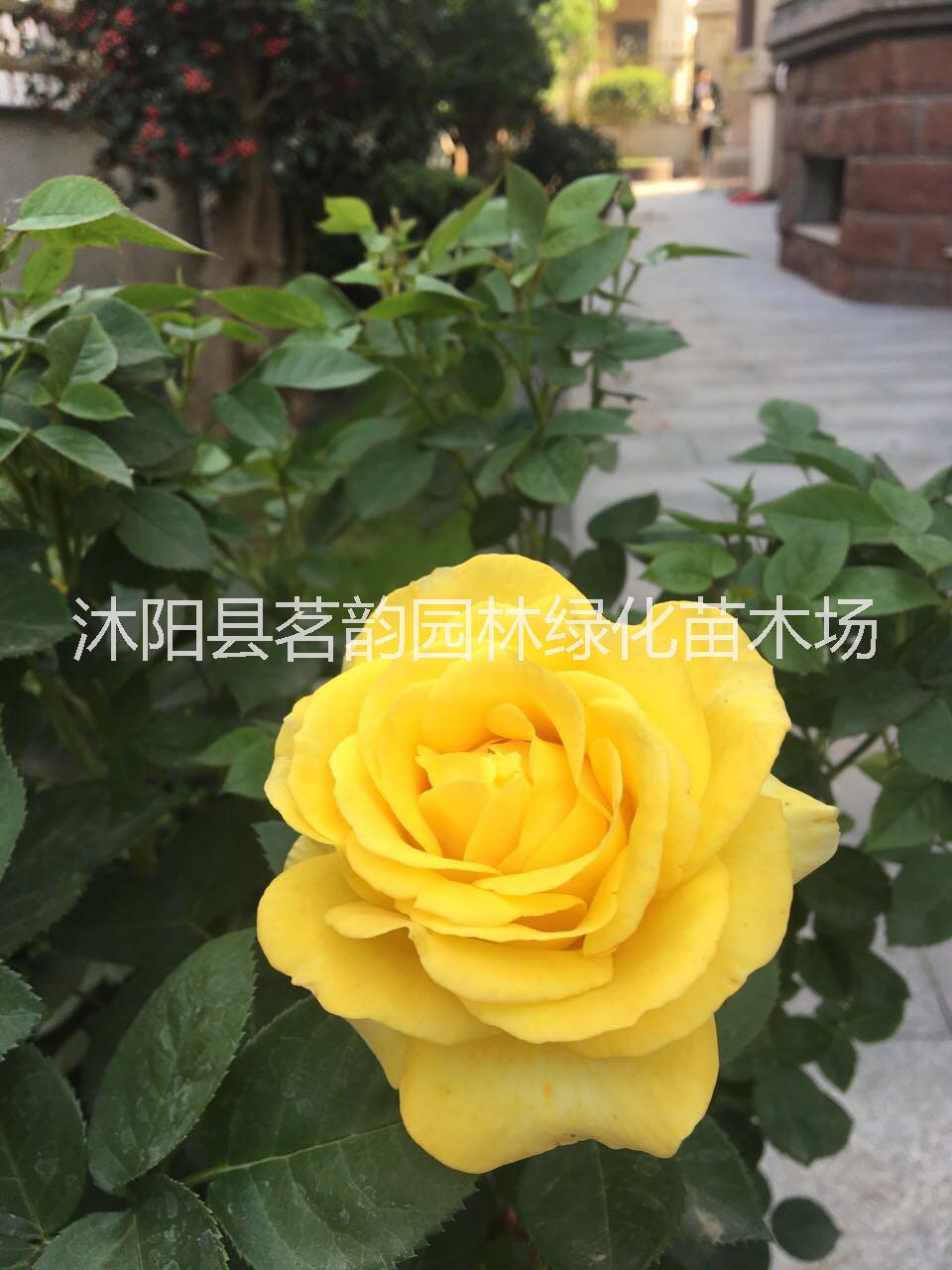 歐洲月季基地場地 歐洲月季花苗爬藤當(dāng)年開花 牡丹花苗