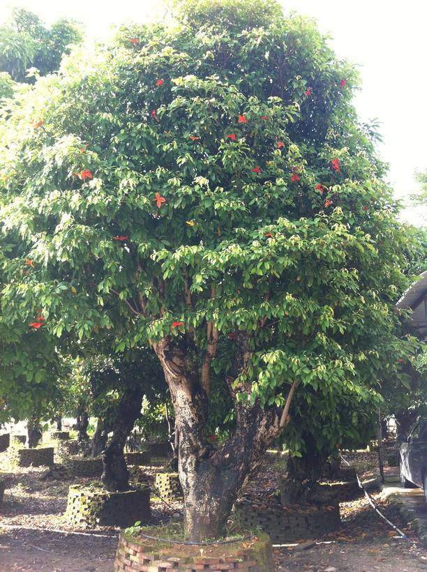 廣西萍婆基地 橫縣優(yōu)質(zhì)萍婆基地 橫縣優(yōu)質(zhì)萍婆價格 橫縣優(yōu)質(zhì)萍婆批發(fā) 橫縣萍婆哪家好 萍婆怎么種植