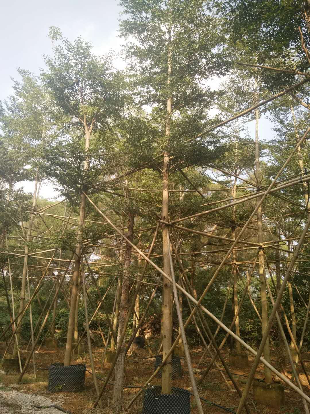 優(yōu)質(zhì)小葉欖仁樹(shù) 優(yōu)質(zhì)小葉欖仁樹(shù)價(jià)格 廣西優(yōu)質(zhì)小葉欖仁樹(shù) 廣西優(yōu)質(zhì)小葉欖仁樹(shù)基地 優(yōu)質(zhì)小葉欖仁樹(shù)批發(fā)