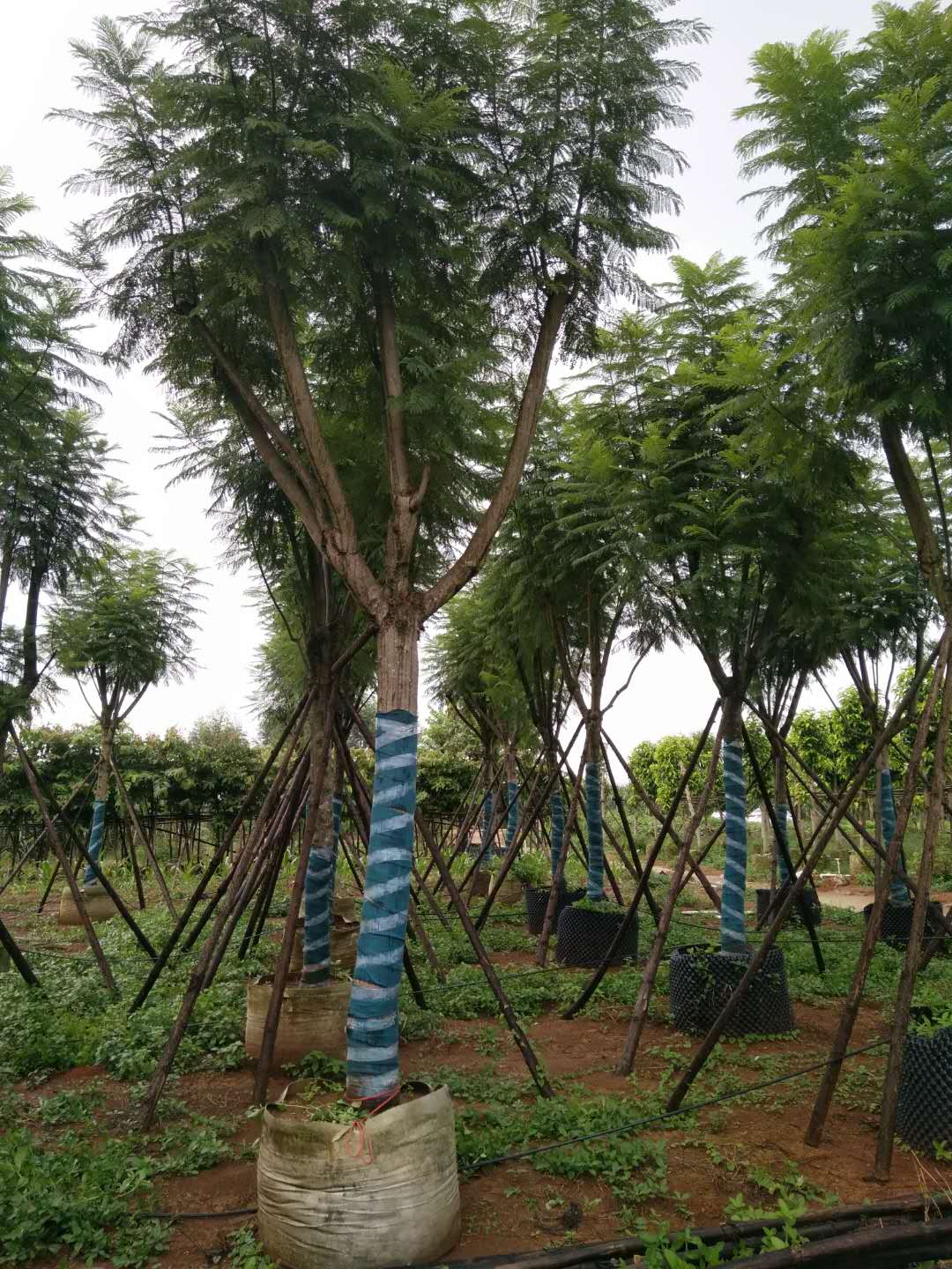 藍(lán)花楹 橫縣藍(lán)花楹樹(shù) 橫縣藍(lán)花楹樹(shù)價(jià)格 橫縣優(yōu)質(zhì)藍(lán)花楹批發(fā) 橫縣藍(lán)花楹樹(shù)基地 橫縣藍(lán)花楹樹(shù)基地直銷(xiāo)